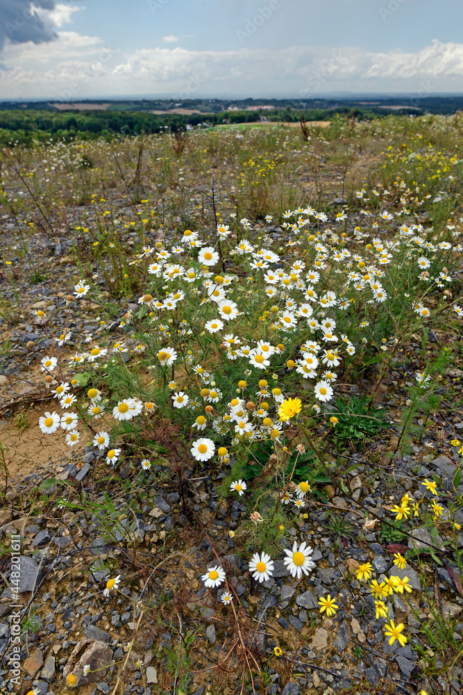 Fototapeta premium Geruchlose Kamille, Falsche Strandkamille // Scentless false mayweed (Tripleurospermum inodorum)