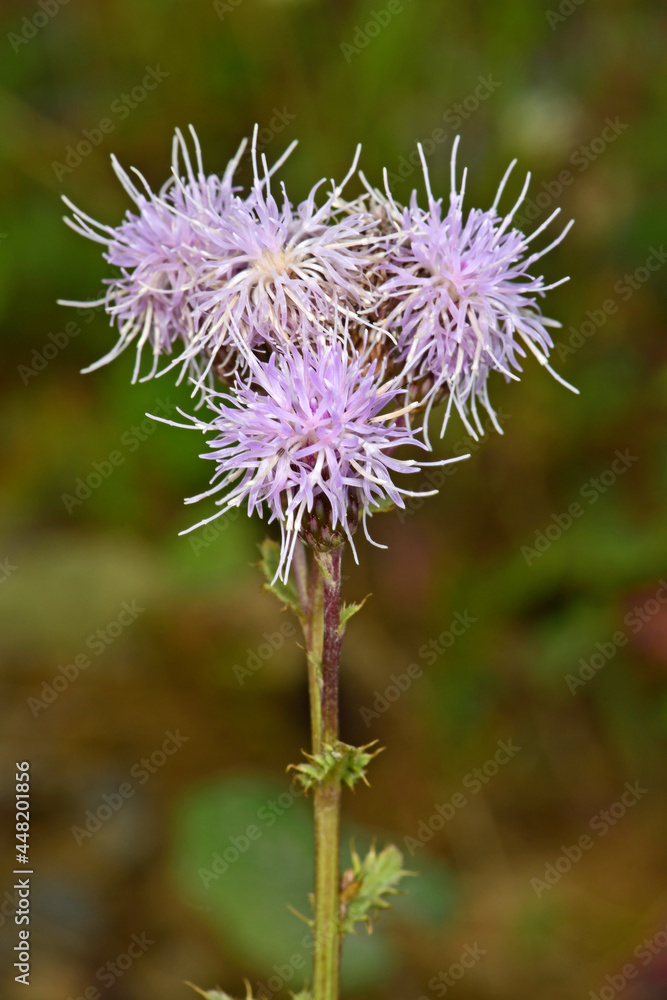 Acker-Kratzdistel, Ackerdistel // Creeping thistle, field thistle (Cirsium arvense) Acker-Kratzdistel, Ackerdistel // Creeping thistle, field thistle (Cirsium arvense)