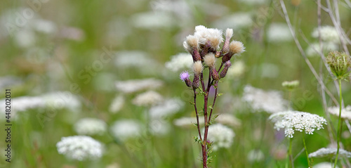 Creeping thistle, field thistle // Acker-Kratzdistel, Ackerdistel (Cirsium arvense) photo