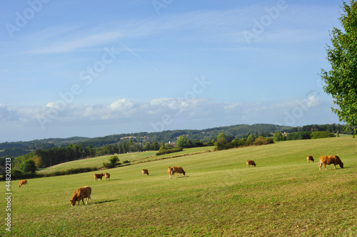 Paysage de campagne vallonnée avec ses vaches, dans le département du Tarn-et-Garonne en région Occitanie, France