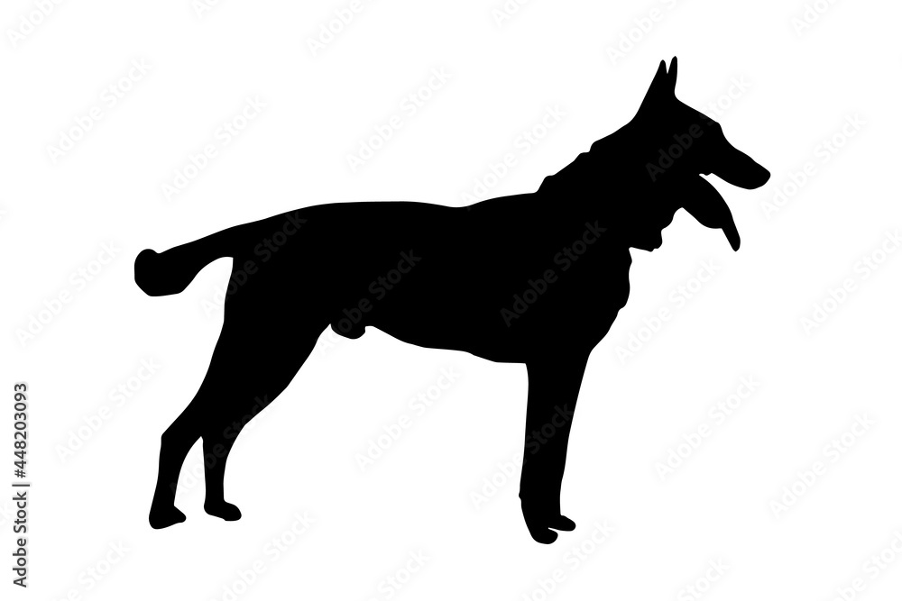 Black full height silhouette of a dog with tongue and tail sticking out on white.  Adult male Belgian Shepherd or Malinois. Side view.