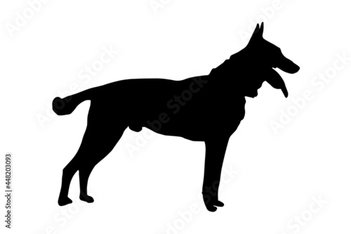 Black full height silhouette of a dog with tongue and tail sticking out on white.  Adult male Belgian Shepherd or Malinois. Side view.