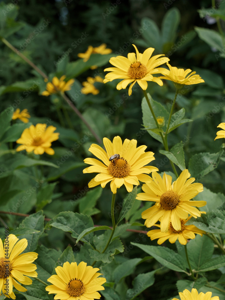 Heliopsis helianthoides scabra oder Garten-Sonnenaugen 'Spitzentänzerin' mit goldgelbe schalenförmig EinzelBlüten, tief-grün, breitlanzettlich, zugespitzt und gesägt Blätter Heliopsis helianthoides scabra oder Garten-Sonnenaugen 'Spitzentänzerin' mit goldgelbe schalenförmig EinzelBlüten, tief-grün, breitlanzettlich, zugespitzt und gesägt Blätter