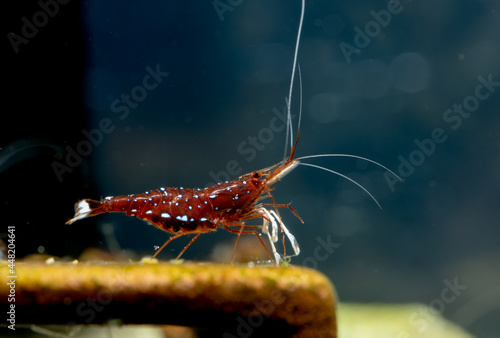 Close up pregnant sulawesi white spot dwarf shrimp with eggs in abdomen stay on dectoration and look to right side in freshwater aquarium tank. photo