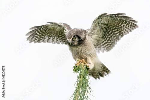 Juvenile young The northern hawk-owl or northern hawk owl (Surnia ulula) on a branch (Pinus). Isolated on a white background. 