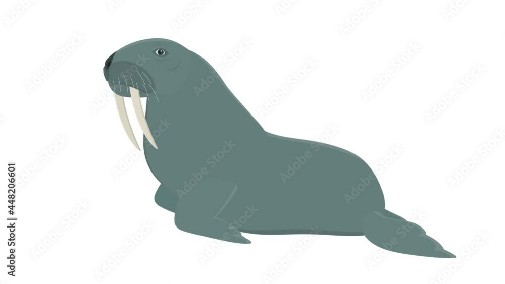Walrus. Animation of an animal walrus, the alpha channel is turned on. Cartoon Walrus. Animation of an animal walrus, the alpha channel is turned on. Cartoon