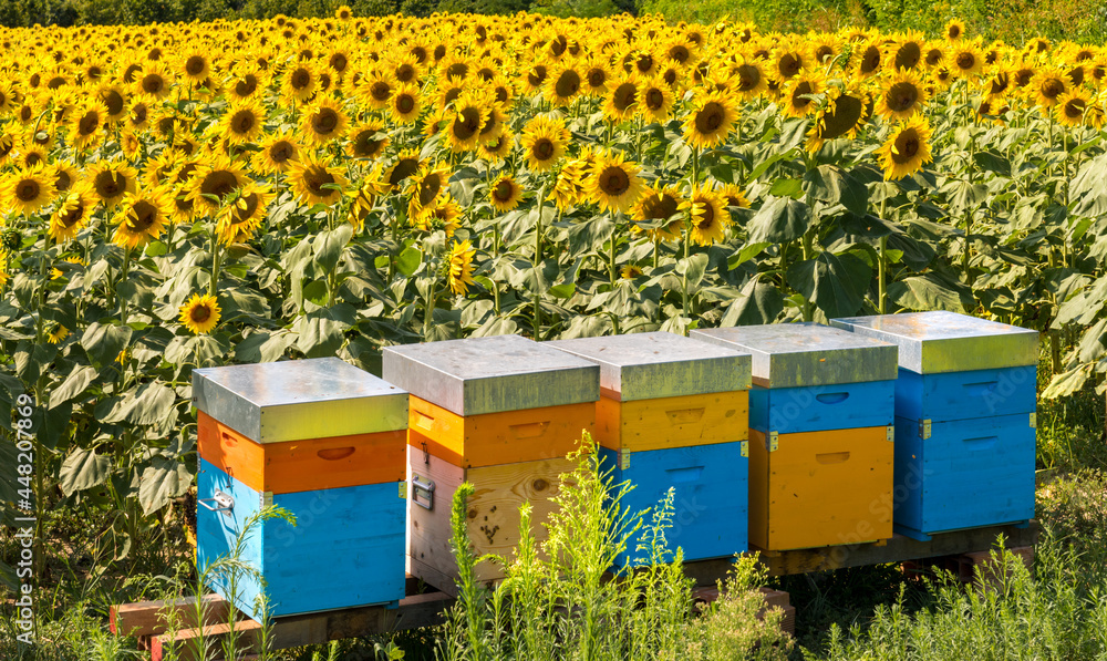 Colorful beehives in the apiary in the field of sunflowers in Farigliano, Cuneo, Italy, for the production of honey Colorful beehives in the apiary in the field of sunflowers in Farigliano, Cuneo, Italy, for the production of honey