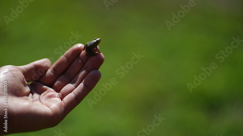 Little Frog - Hand - Close up - Nature  © Comprimido
