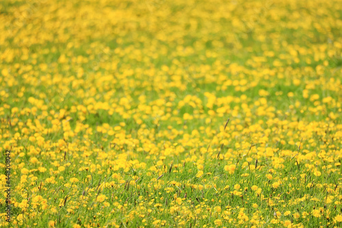 yellow dandelion field background, abstract panorama yellow flower blooming dandelions © kichigin19