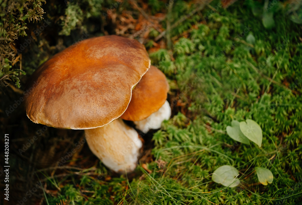 Boletus mushroom in the green forest. The concept of organic nutrition. Top view. Boletus mushroom in the green forest. The concept of organic nutrition. Top view.