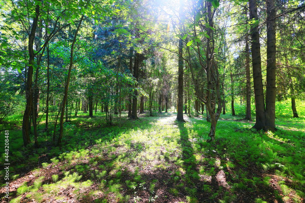 Obraz premium sunny summer day in green park, beautiful landscape trees background