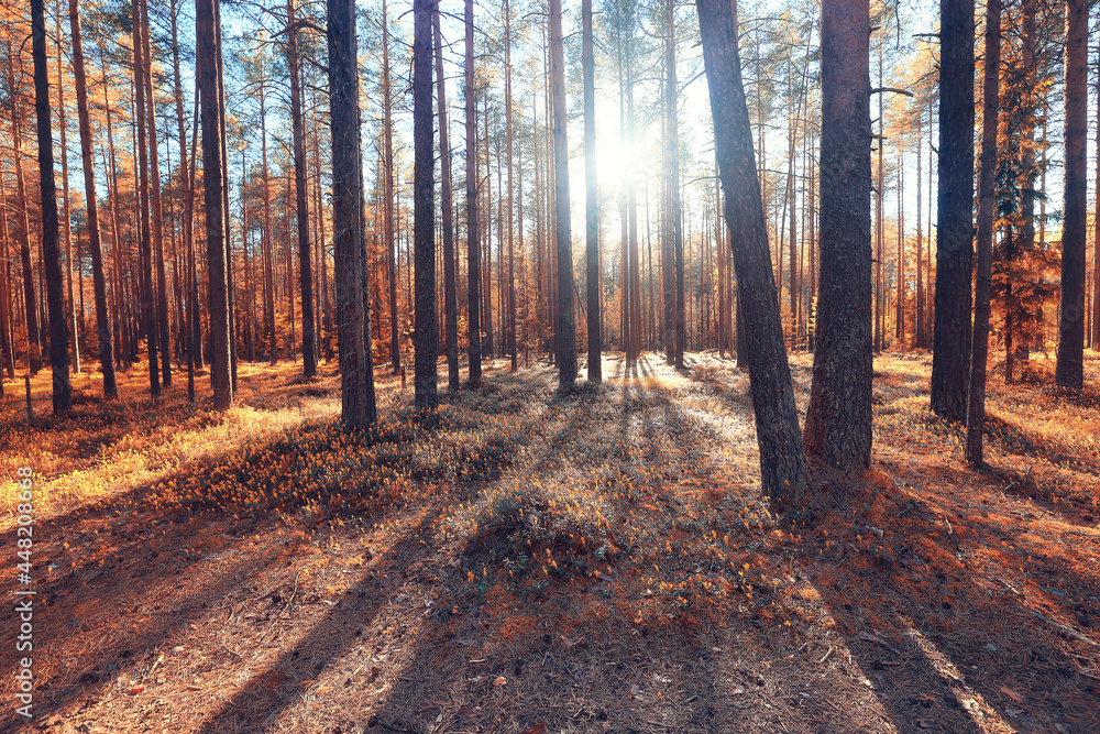Fototapeta premium fall landscape background beautiful yellow forest autumn season nature fall