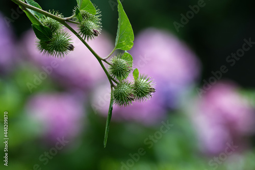 Articum lappa, Inflorescence of Greater burdock against blurred green and pink background photo