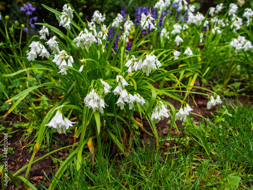 white flowers