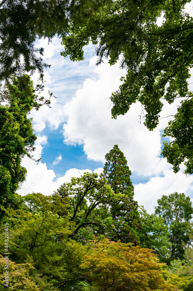 Obraz premium 木々と青空