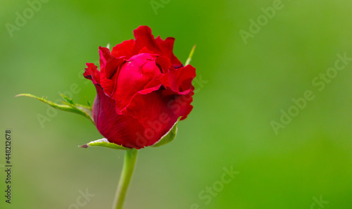 Red rose flower in nature.