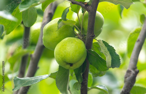 Green apples on the branches of a tree.