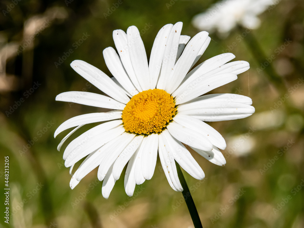 Fototapeta premium daisy day today