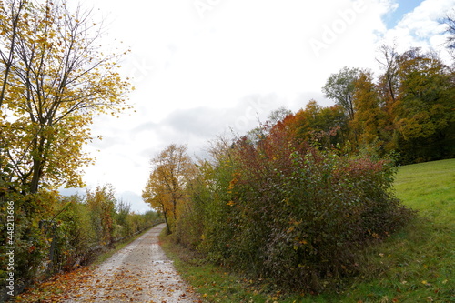 Autumn landscape with country road. The road is surrounded with trees and bushes with colorful foliage. Overcast sky with copy space is on the background.