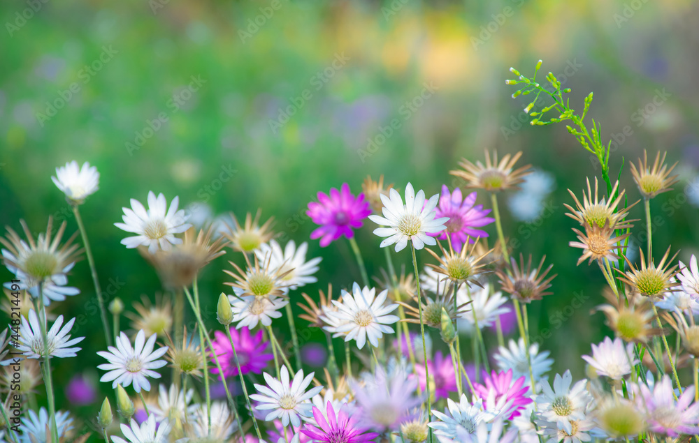 Beautiful wildflowers on a green meadow, summer evening with a bright meadow at sunset. Beautiful wildflowers on a green meadow, summer evening with a bright meadow at sunset.
