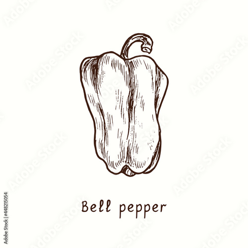 Bell (sweet) pepper. Ink black and white doodle drawing in woodcut style.