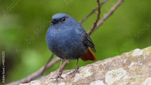 Plumbeous Redstart Male nature bird on the north of thailand.