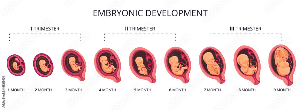 Embryo month stage growth, fetal development  flat infographic icons. Medical illustration of foetus cycle from 1 to 9 month to birth and combined into trimesters - obrazy, fototapety, plakaty 