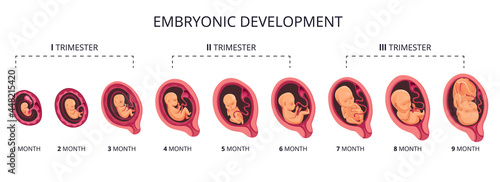 Photo Embryo month stage growth, fetal development  flat infographic icons