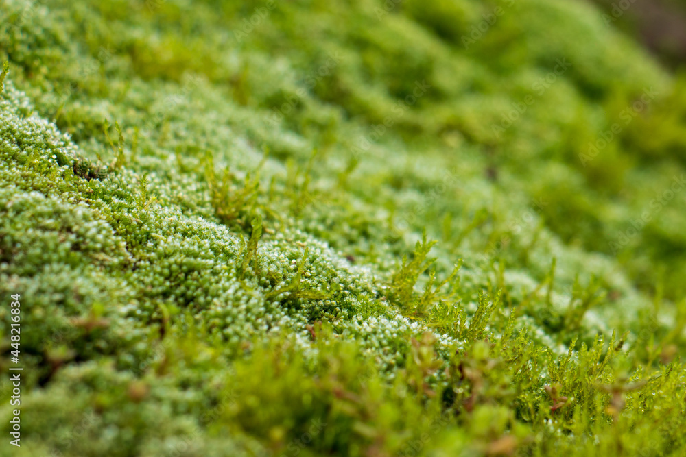first plant small plants, blur around. first plant small plants, blur around.