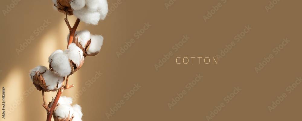 Branch white cotton flowers with sun glare on beige background flat lay. Delicate light beauty cotton background. Natural organic fiber, agriculture, cotton seeds, raw materials for making fabric - obrazy, fototapety, plakaty 