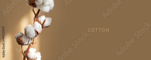 Branch white cotton flowers with sun glare on beige background flat lay. Delicate light beauty cotton background. Natural organic fiber, agriculture, cotton seeds, raw materials for making fabric photo