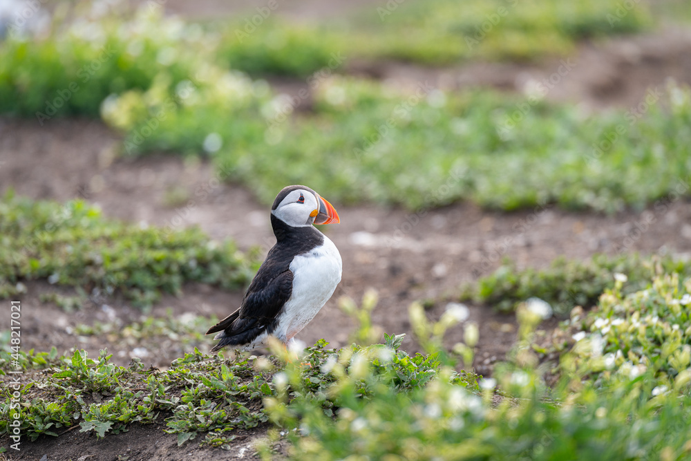 Obraz premium Puffins on the ground on Inner Farne Lsland in the Farne Islands, Northumberland, England