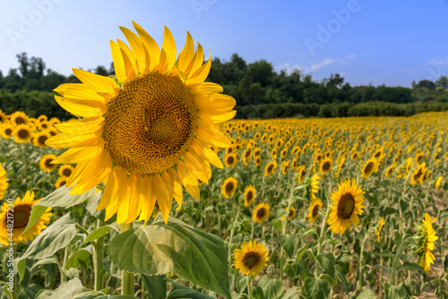 sunflower flower with bee in field as blurred background on blue sky in Farigliano, Langhe, Italy photo