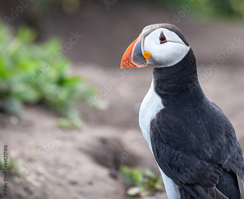 Puffin on the ground on Inner Farne Island in the Farne Islands, Northumberland, England © dvlcom