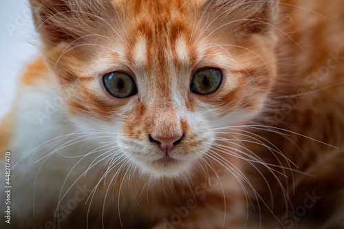 portrait of a cute kitten sitting outside 