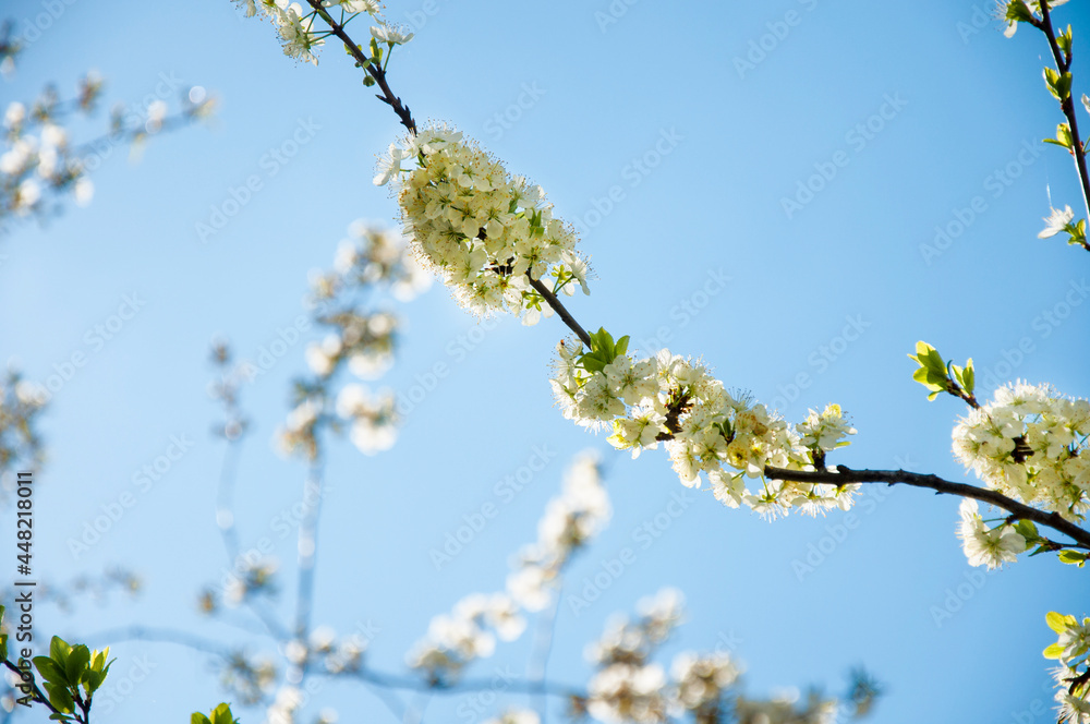 flowering branches of a cherry tree against a background of clear blue sky, spring. High quality photo
