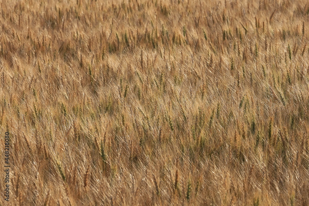 小麦畑　小麦