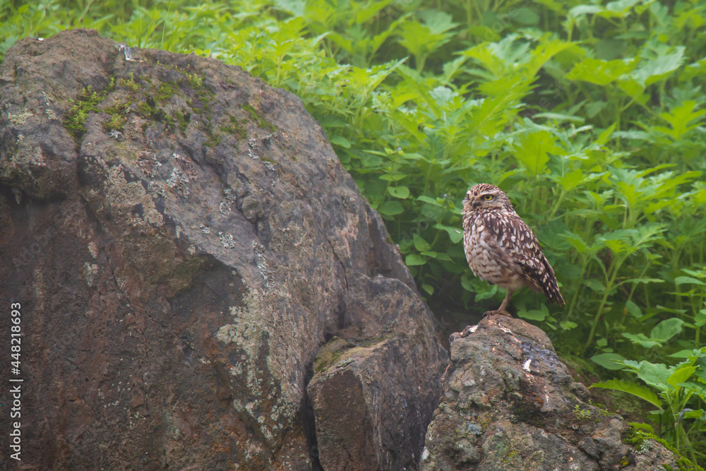 Obraz premium Peruvian owl standing on a stone among green plants Scientific name Athene cunicularia