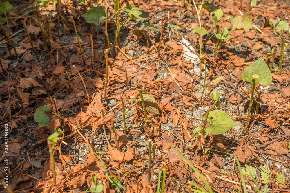 切って枯れた植物 切って枯れた植物