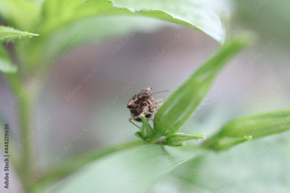 Insect enjoy with its nature Insect enjoy with its nature