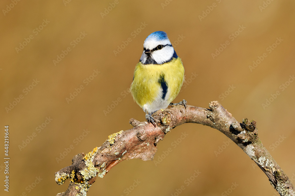 Fototapeta premium Blue tit (Cyanistes caeruleus) perched on a curved branch. Wild bird with colourful plumage.