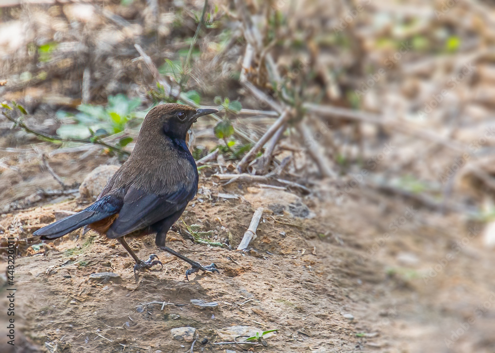Indian Robin on ground in search of food Indian Robin on ground in search of food