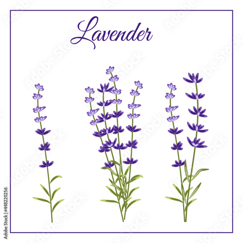 Fototapeta Naklejka Na Ścianę i Meble -  Lavender aromatic flowers small bouquet