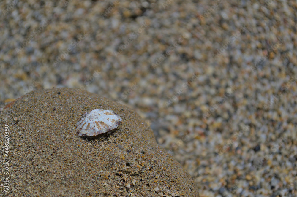 A small white shell on the sand with a blurred background. A small white shell on the sand with a blurred background.