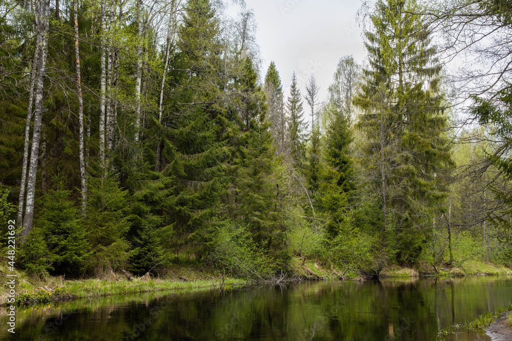 northern forest  landscape, river in a coniferous forest, panorama Karelia Russia,