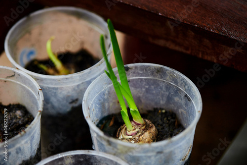 closeup Onion sprout in the pot