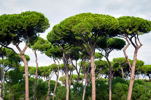 Stone pine trees, botanical name Pinus pinea, aka Italian stone pine, umbrella pine and parasol pine, in Rome, Italy