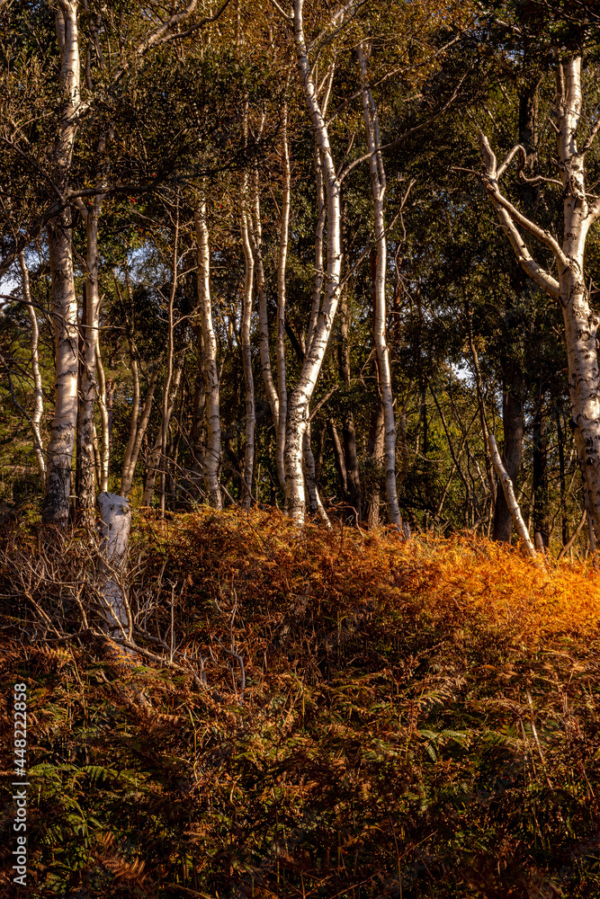 Obraz premium forest in autumn