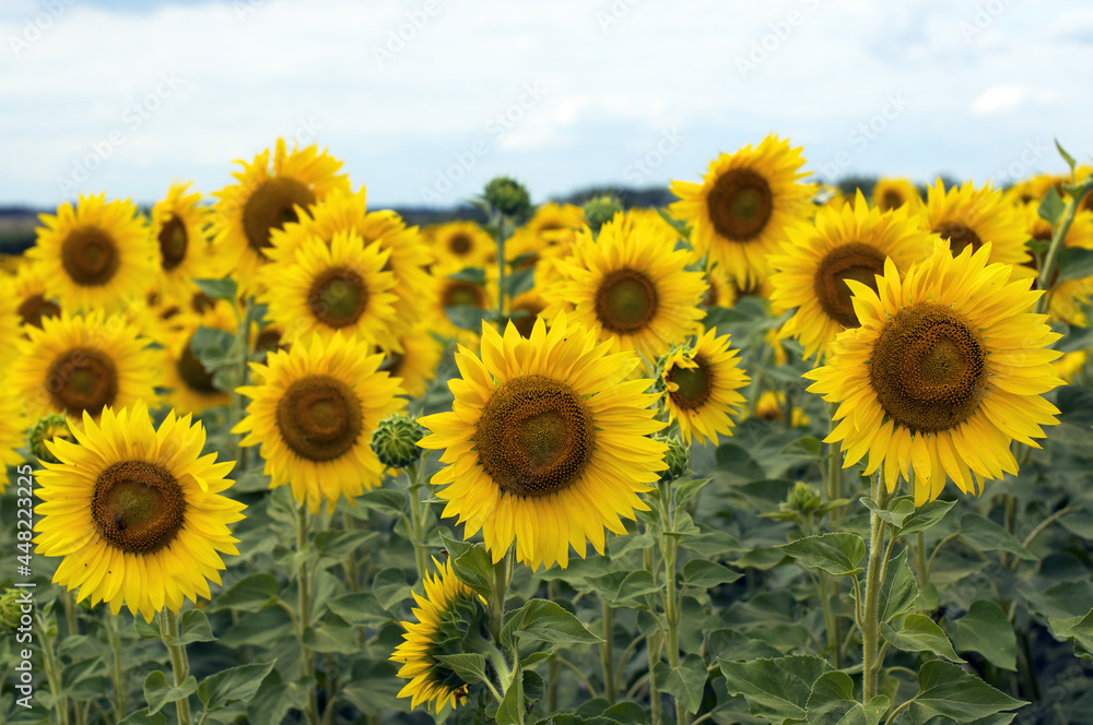 many beautiful blooming yellow sunflowers on the field. beautiful natural summer background. harvest time. many beautiful blooming yellow sunflowers on the field. beautiful natural summer background. harvest time.