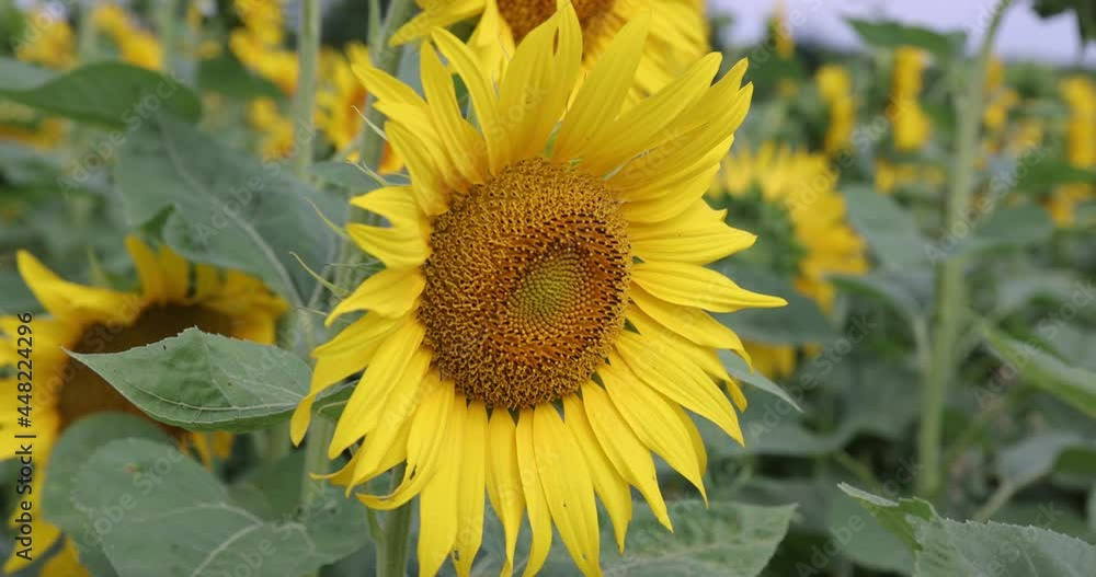 Yellow Sunflower Head on the Wind with Working Bee Collecting Nectar. Macro footage of bumblebee and bee covered with pollen in 4K Yellow Sunflower Head on the Wind with Working Bee Collecting Nectar. Macro footage of bumblebee and bee covered with pollen in 4K